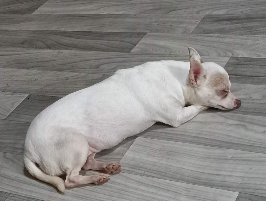 June Bug in TX