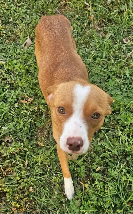 Trixie In Tx - Terrier