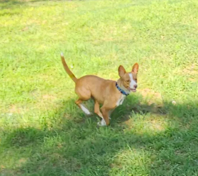 Trixie In Tx image 2