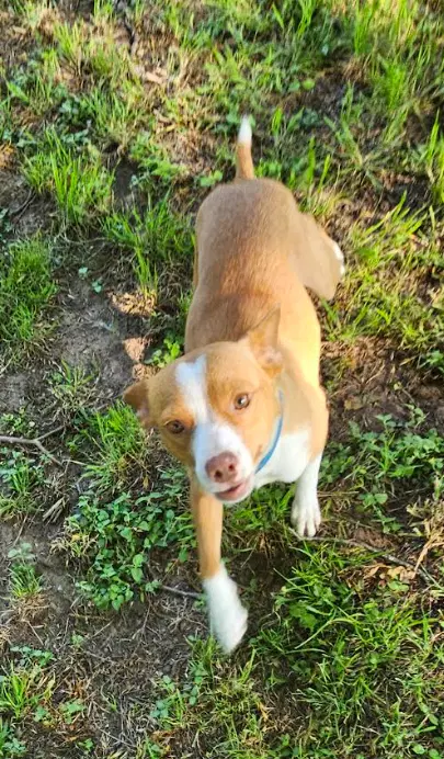 Trixie In Tx image 4