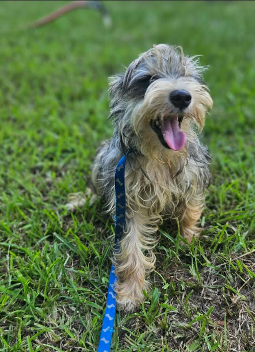Maxamillon in LA, an adoptable Terrier in Cranston, RI