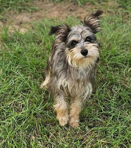 Princess Maxi in LA, an adoptable Yorkshire Terrier Yorkie in Cranston, RI