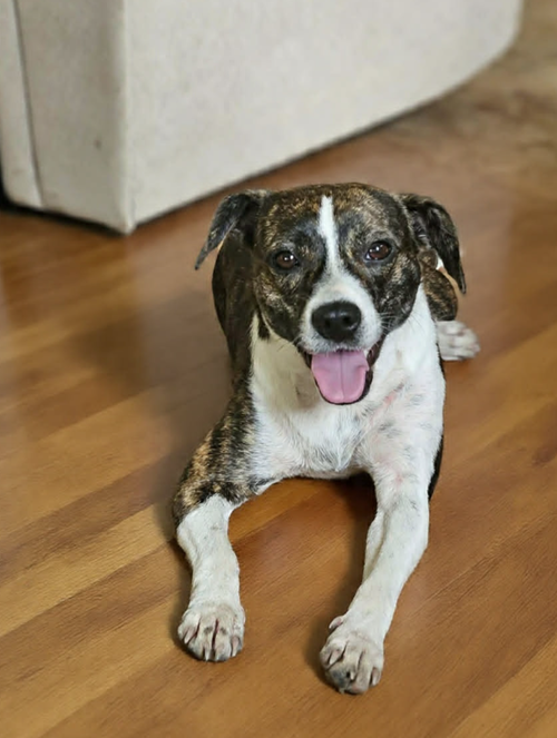 Tippy in LA, an adoptable Boston Terrier in Cranston, RI