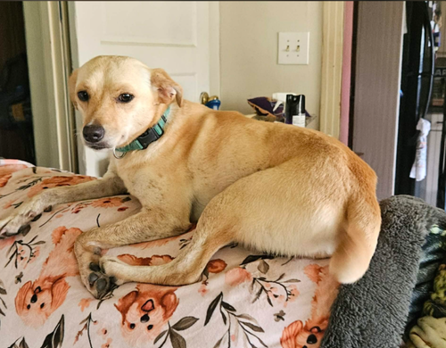 Miracle in LA, an adoptable Unknown breed in Cranston, RI