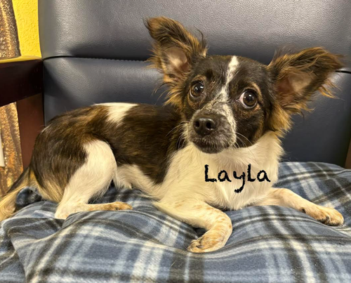 Layla In Tx