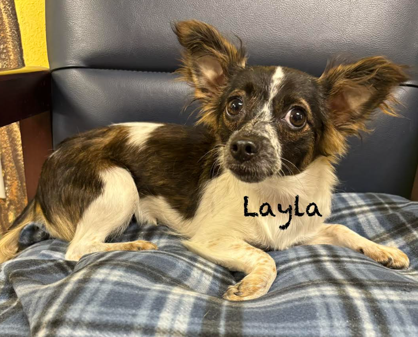 Layla in TX