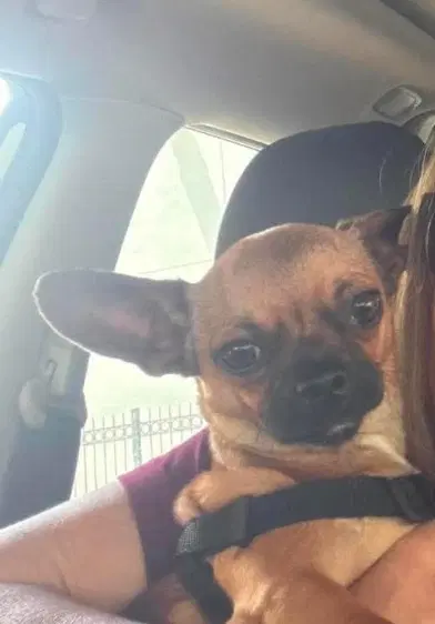 Bibi In Tx image 2