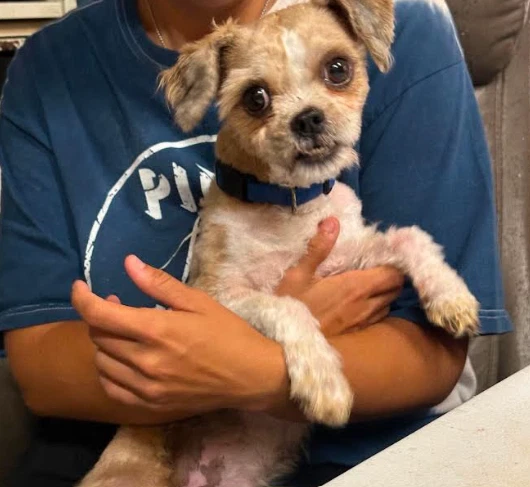 Gizmo In Ri