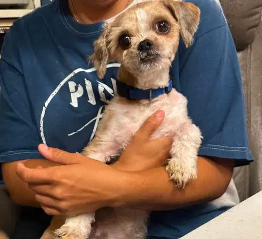 Gizmo In Ri image 3
