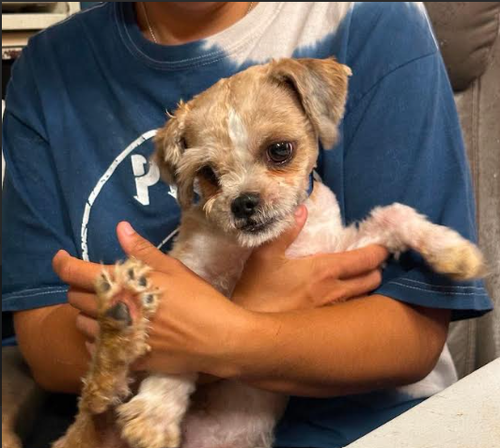 Gizmo In Tx photo 3