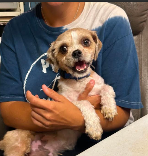 Gizmo In Tx photo 4
