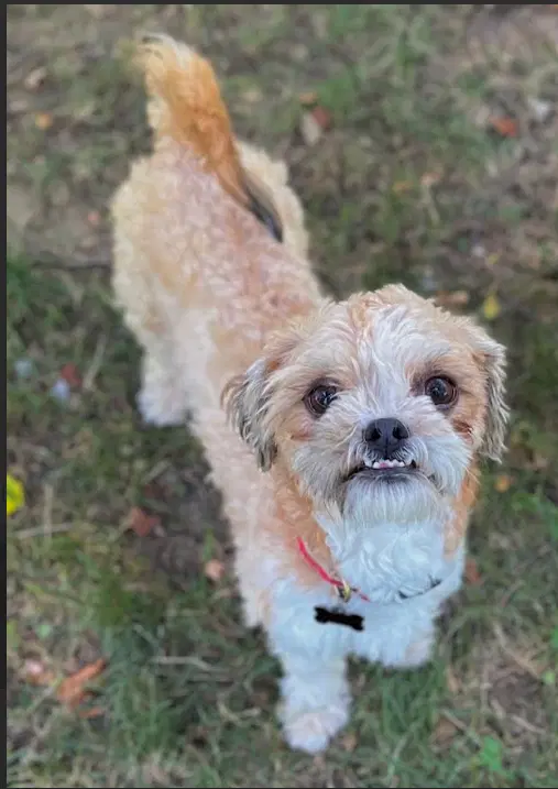 Gizmo In Ri image 2