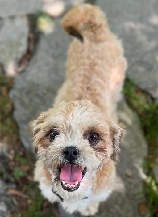 Gizmo In Ri image 4