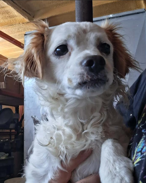 Dustin in TX, an adoptable Spaniel in Cranston, RI
