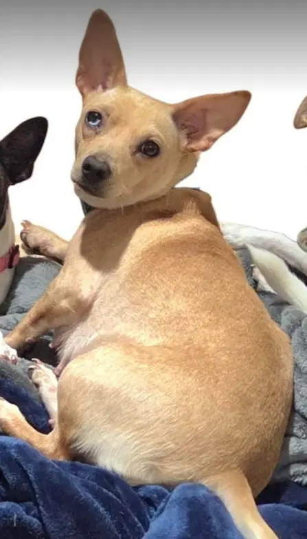 Nancy In Tx - Chihuahua