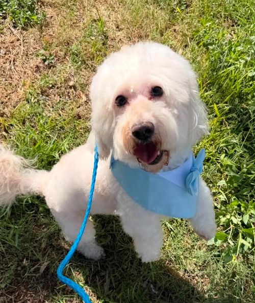 picture of the dog needing adoption