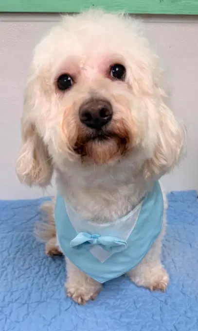 Bonbon In Tx - Maltese