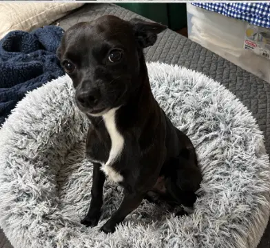 Izzy In Tx - Chihuahua