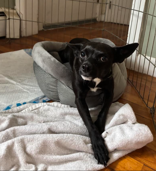 Izzy in RI, a dog for adoption from Small Dog Rescue of New England, Inc