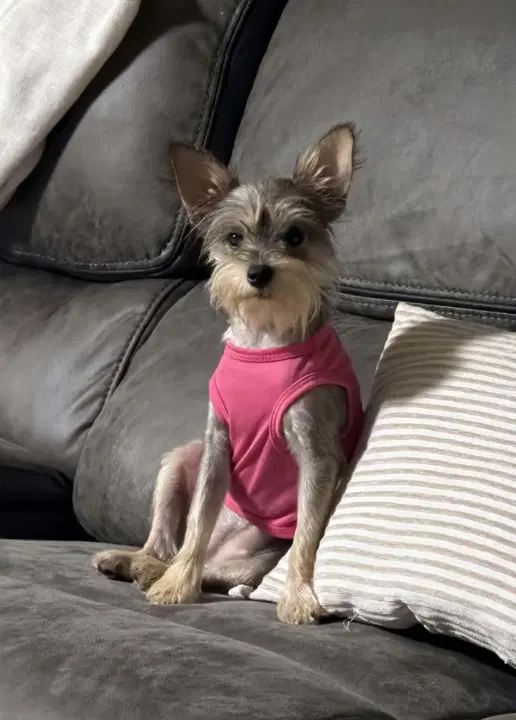 Maxine In La - Terrier