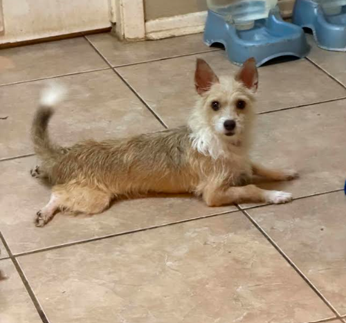 picture of the dog needing adoption