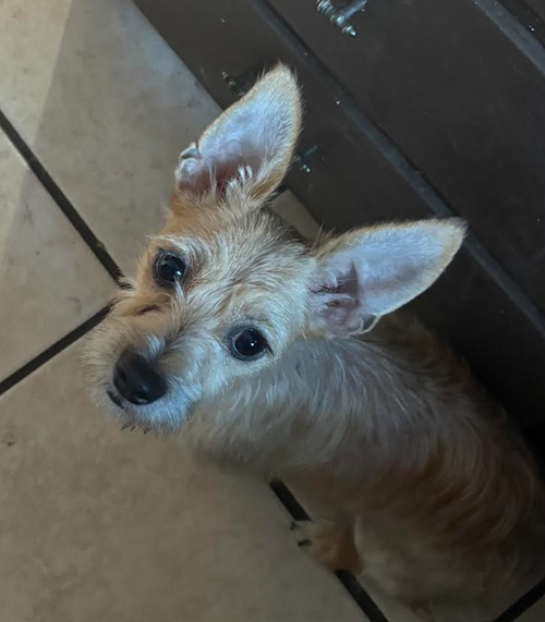 Rudy in RI, an adoptable dog