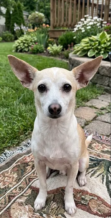 Ginger In Tx - Chihuahua