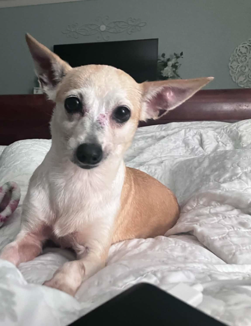 picture of the dog needing adoption