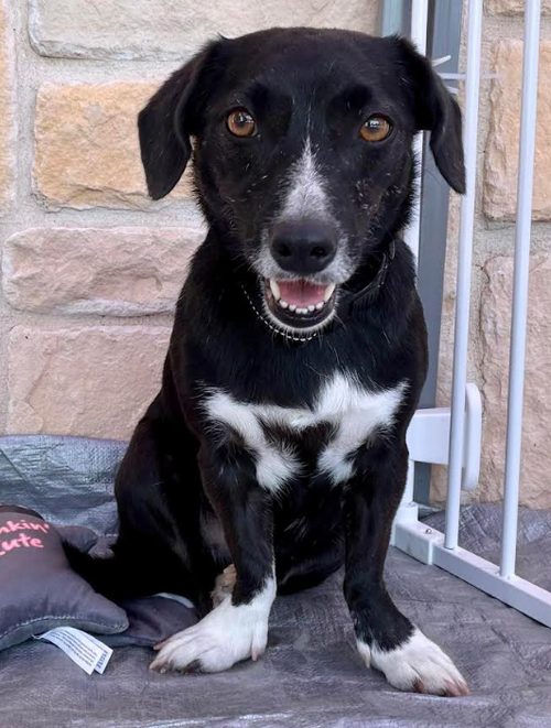 picture of the dog needing adoption