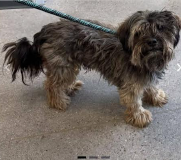 picture of the dog needing adoption
