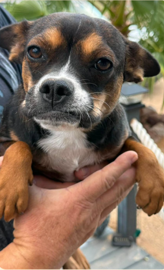 Peaches in TX, an adoptable dog