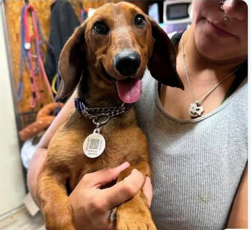 picture of the dog needing adoption