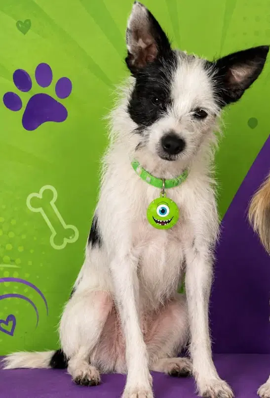 Mike Wazowski In Tx - Terrier