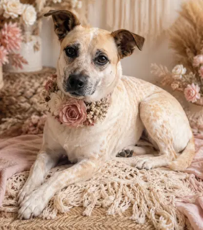 Sugar In Tx - Cattle Dog