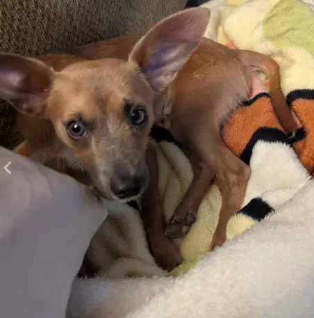 Cruiser In Tx image 3