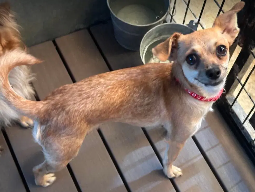 Mia In Tx - Chihuahua