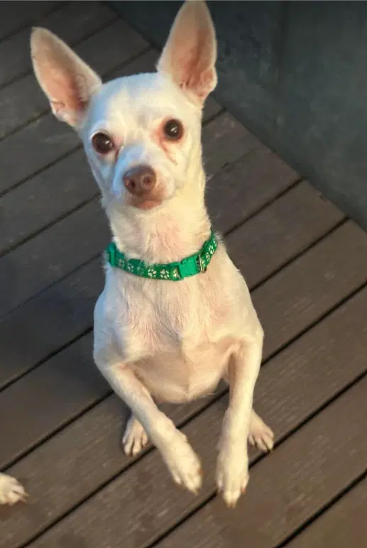 Cooper In Tx - Chihuahua