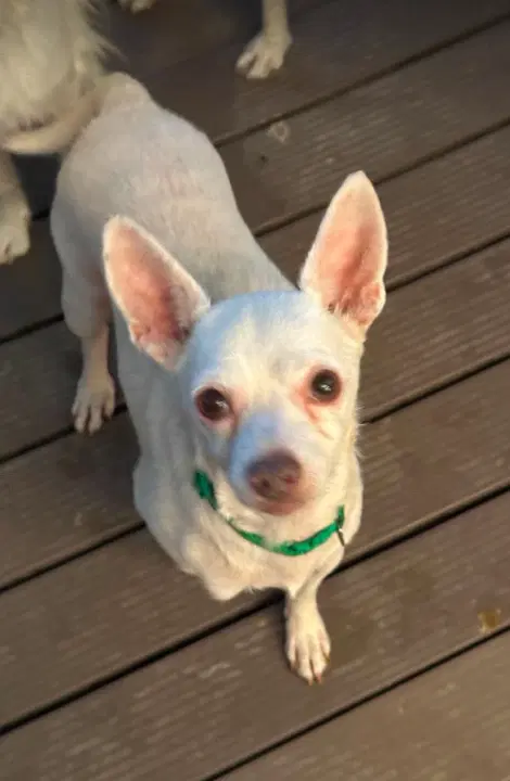 Cooper In Tx image 2