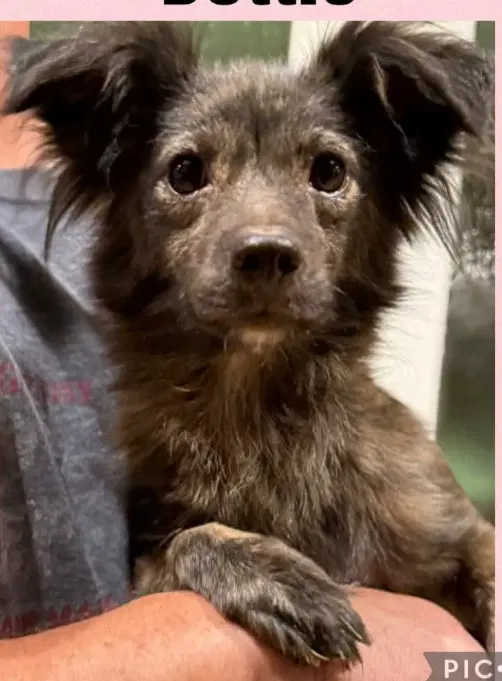 Dottie In Tx - Chihuahua