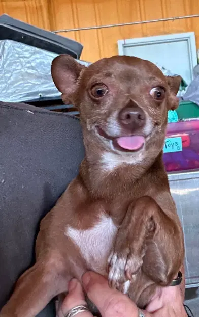 Tinman In Tx - Chihuahua