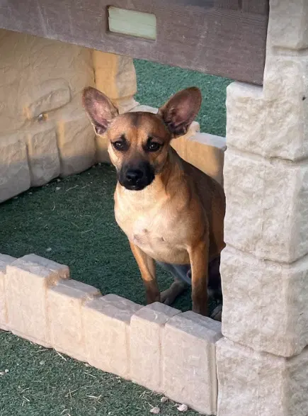 Paco In Tx - Chihuahua
