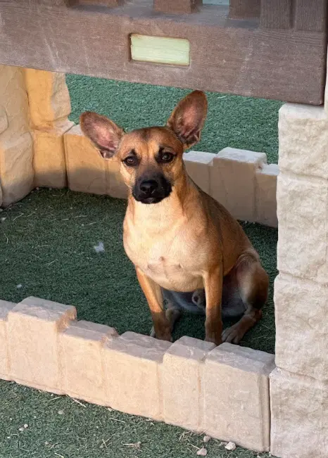 Paco In Tx image 2