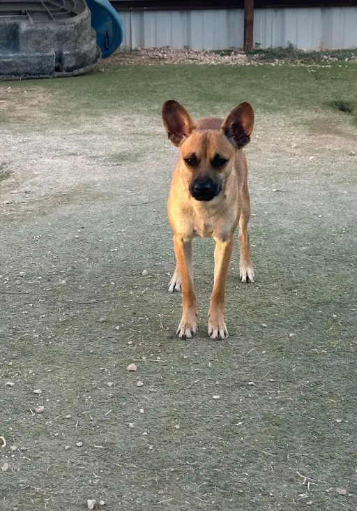 Paco In Tx image 3