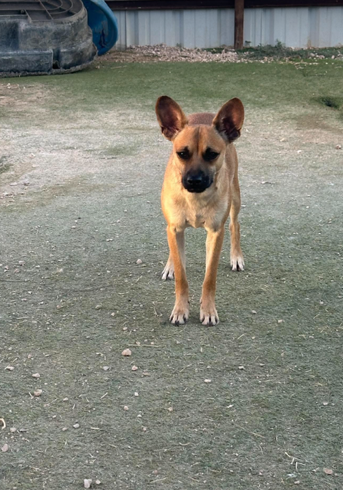 Paco in TX photo 2