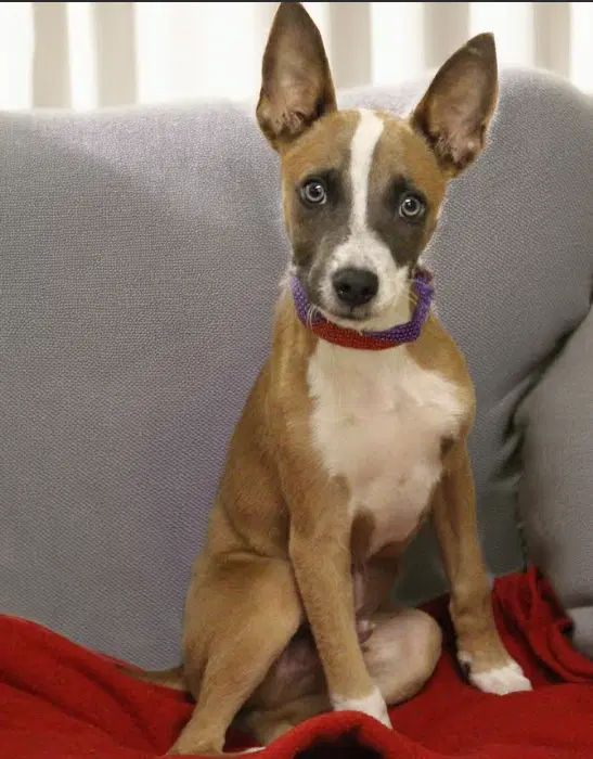 Ben In Tx - Rat Terrier