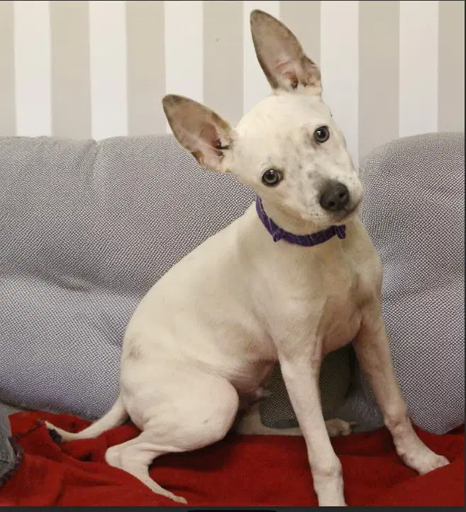 Jerry In Tx - Rat Terrier