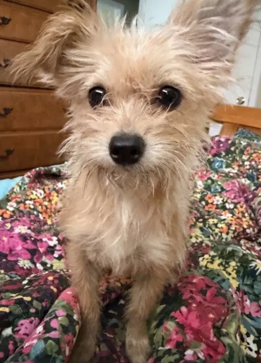Ria In Tx - Yorkshire Terrier Yorkie