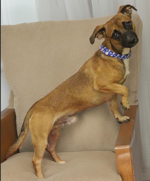 Houston in TX, an adoptable dog