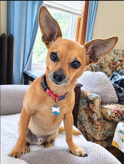 Pico In Ri - Chihuahua