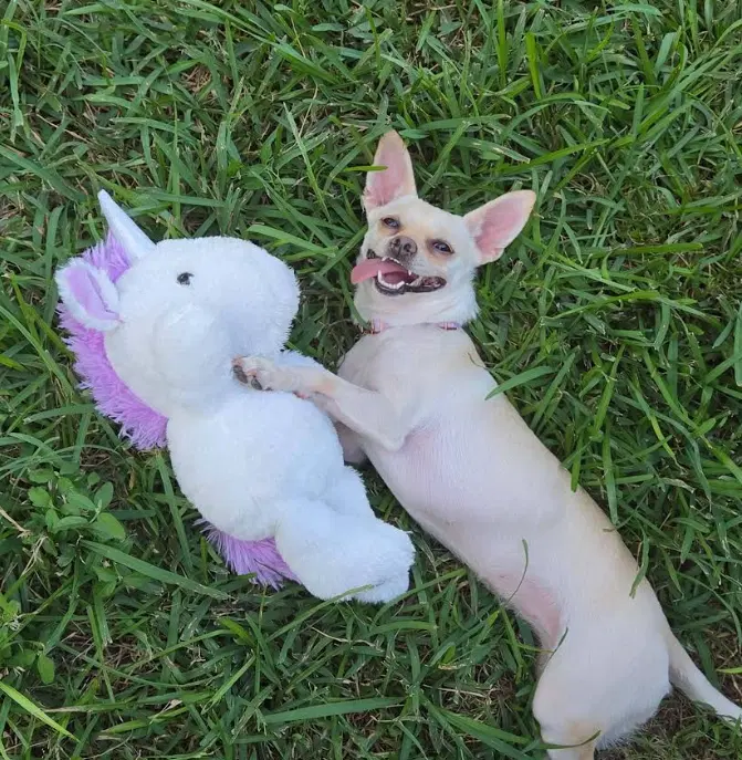 Hilda In Tx - Chihuahua